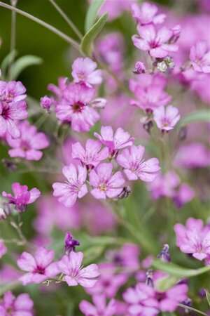 Gypsophila repens 'Rosea' geen maat specificatie 0,55L/P9cm - afbeelding 1