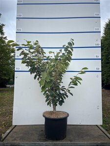 Hamamelis int. 'Arnold Promise' GEEL 100-125 cm cont. 20L