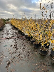 Hamamelis int. 'Barmstedt Gold' GEEL 125-150 cm cont. 20L - afbeelding 2