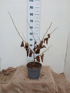 Hamamelis int. 'Diane' ROOD 50-60 cm cont. 5,0L - afbeelding 2