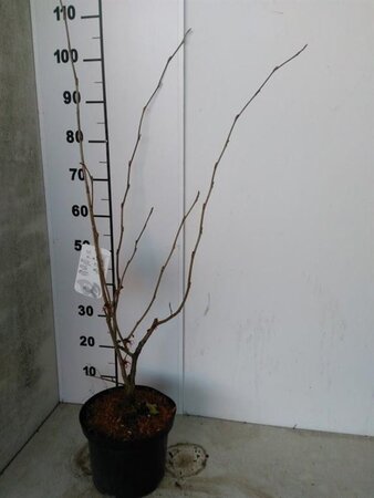 Hamamelis int. 'Diane' ROOD 50-60 cm cont. 5,0L