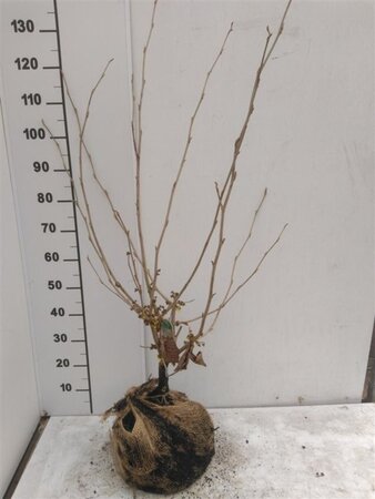 Hamamelis int. 'Orange Beauty' 80-100 cm met kluit