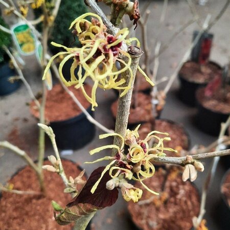 Hamamelis int. 'Pallida' GEEL 50-60 cm cont. 5,0L - afbeelding 2