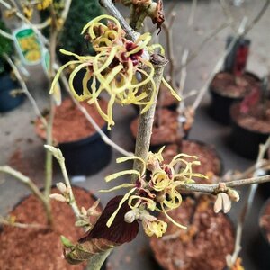 Hamamelis int. 'Pallida' GEEL 50-60 cm cont. 5,0L - afbeelding 2