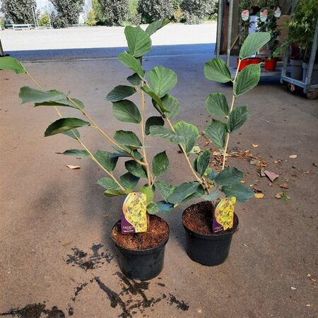 Hamamelis int. 'Westerstede' 50-60 cm cont. 5,0L
