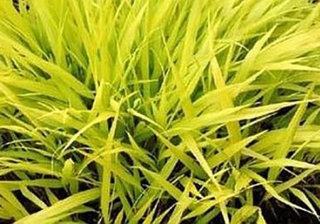 Hakonechloa macra 'All Gold' geen maat specificatie 0,55L/P9cm