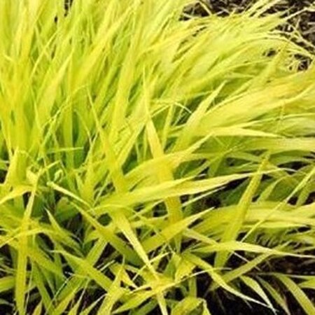 Hakonechloa macra 'All Gold' geen maat specificatie 0,55L/P9cm - afbeelding 2