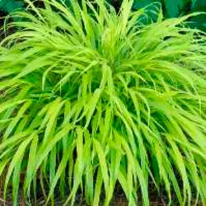 Hakonechloa macra 'All Gold' geen maat specificatie 0,55L/P9cm - afbeelding 3