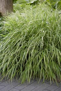 Hakonechloa macra 'Albostriata' geen maat specificatie 0,55L/P9cm - afbeelding 2