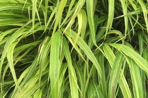 Hakonechloa macra 'Albostriata' geen maat specificatie 0,55L/P9cm