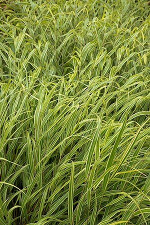 Hakonechloa macra 'Albostriata' geen maat specificatie 0,55L/P9cm - image 3