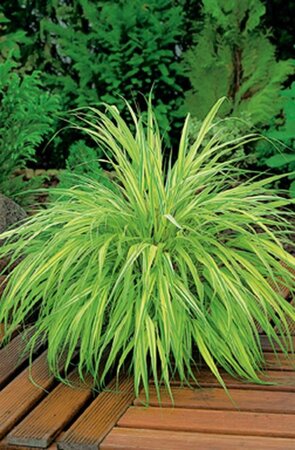 Hakonechloa macra 'Aureola' geen maat specificatie 0,55L/P9cm - afbeelding 4