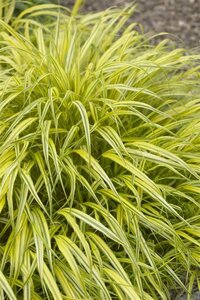 Hakonechloa macra 'Aureola' geen maat specificatie 0,55L/P9cm - afbeelding 5