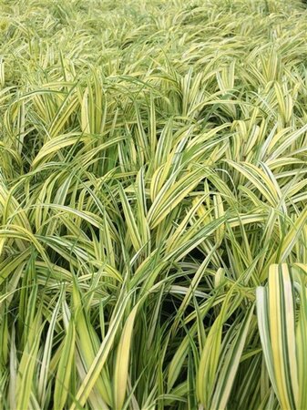Hakonechloa macra 'Aureola' geen maat specificatie 0,55L/P9cm - afbeelding 3