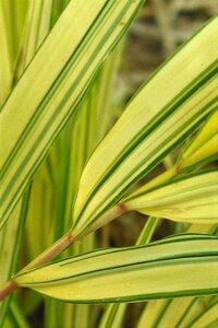 Hakonechloa macra 'Aureola' geen maat specificatie 0,55L/P9cm