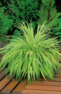Hakonechloa macra 'Aureola' geen maat specificatie 0,55L/P9cm - image 3