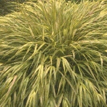 Hakonechloa macra 'Aureola' geen maat specificatie 0,55L/P9cm - image 5