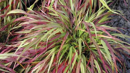 Hakonechloa macra 'Beni-kaze' geen maat specificatie 0,55L/P9cm