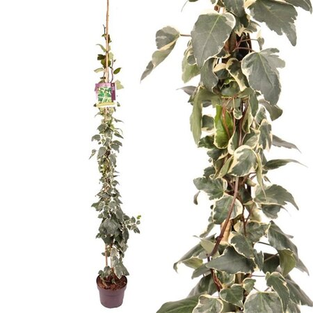 Hedera alg. 'Gloire de Marengo' 150-175 cm cont. 5,0L