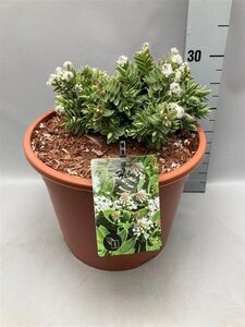 Hebe albicans geen maat specificatie cont. 10L