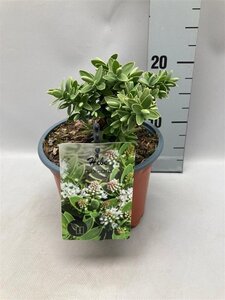 Hebe albicans geen maat specificatie cont. 2,0L