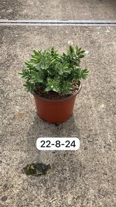 Hebe albicans geen maat specificatie cont. 2,0L - afbeelding 2