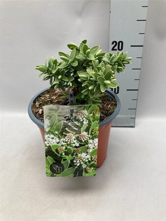 Hebe albicans geen maat specificatie cont. 2,0L - image 1