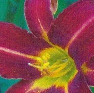 Hemerocallis 'Autumn Red' geen maat specificatie 0,55L/P9cm