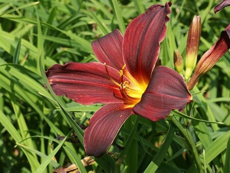 Hemerocallis 'American Revolution' geen maat specificatie 0,55L/P9cm - afbeelding 3