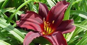 Hemerocallis 'American Revolution' geen maat specificatie 0,55L/P9cm - afbeelding 2