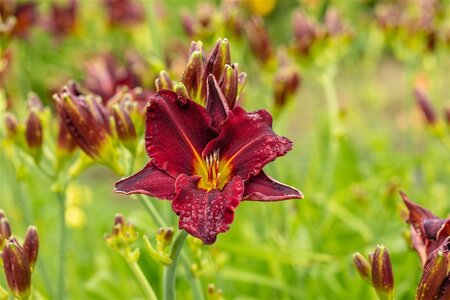 Hemerocallis 'American Revolution' geen maat specificatie 0,55L/P9cm - image 1