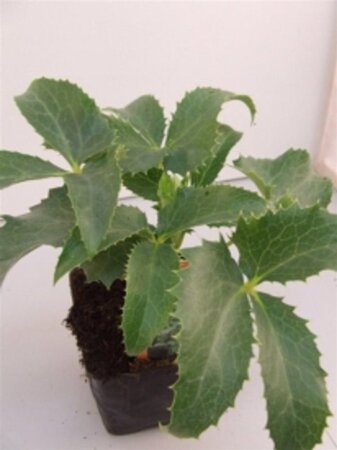 Helleborus argutifolius geen maat specificatie 0,55L/P9cm - afbeelding 5