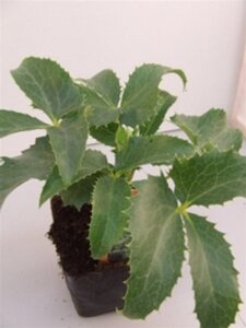 Helleborus argutifolius geen maat specificatie 0,55L/P9cm - afbeelding 5