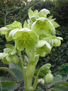 Helleborus argutifolius geen maat specificatie 0,55L/P9cm