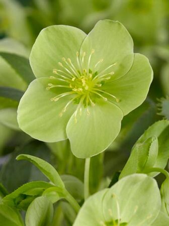 Helleborus argutifolius geen maat specificatie 0,55L/P9cm - afbeelding 6