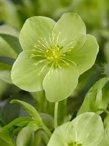 Helleborus argutifolius geen maat specificatie 0,55L/P9cm - afbeelding 6