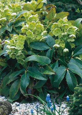 Helleborus argutifolius geen maat specificatie 0,55L/P9cm - afbeelding 7