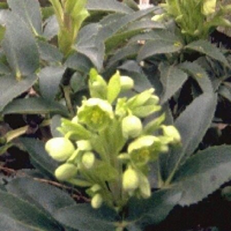 Helleborus argutifolius geen maat specificatie 0,55L/P9cm - afbeelding 8