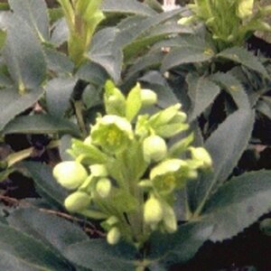 Helleborus argutifolius geen maat specificatie 0,55L/P9cm - afbeelding 8