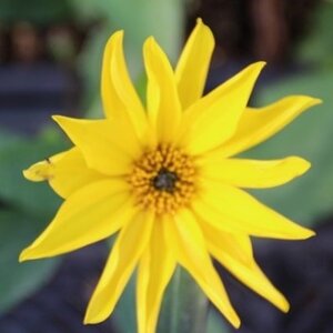 Helianthus atrorubens geen maat specificatie 0,55L/P9cm