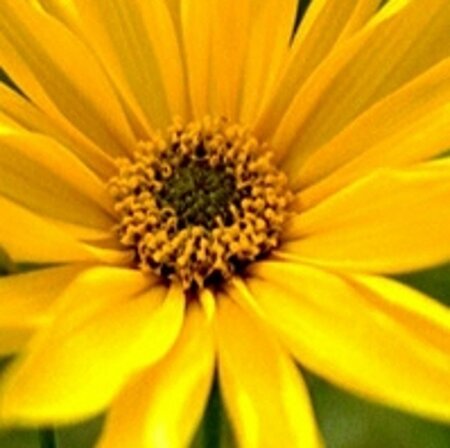 Helianthus atrorubens geen maat specificatie 0,55L/P9cm - afbeelding 2