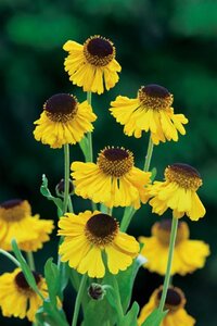 Helenium bigelovii 'The Bishop' geen maat specificatie 0,55L/P9cm - afbeelding 2