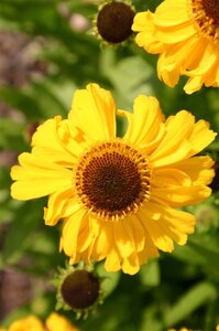 Helenium bigelovii 'The Bishop' geen maat specificatie 0,55L/P9cm - afbeelding 3