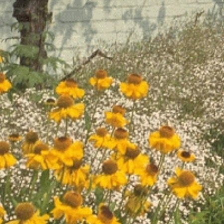 Helenium bigelovii 'The Bishop' geen maat specificatie 0,55L/P9cm - afbeelding 4