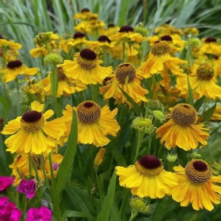 Helenium bigelovii 'The Bishop' geen maat specificatie 0,55L/P9cm - afbeelding 6