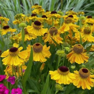 Helenium bigelovii 'The Bishop' geen maat specificatie 0,55L/P9cm - afbeelding 6