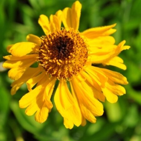 Helenium bigelovii 'The Bishop' geen maat specificatie 0,55L/P9cm - afbeelding 5