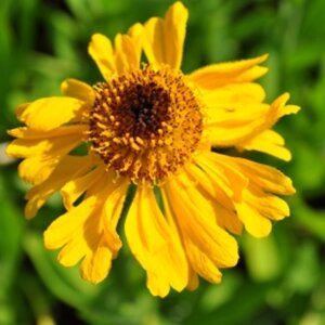 Helenium bigelovii 'The Bishop' geen maat specificatie 0,55L/P9cm - afbeelding 5