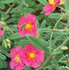 Helianthemum 'Ben Hope' geen maat specificatie 0,55L/P9cm - afbeelding 2