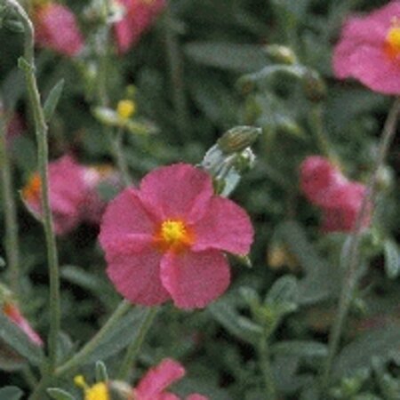 Helianthemum 'Ben Hope' geen maat specificatie 0,55L/P9cm - image 2